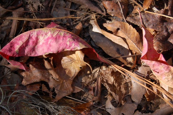 leaf burial