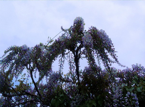 Blue Wisteria