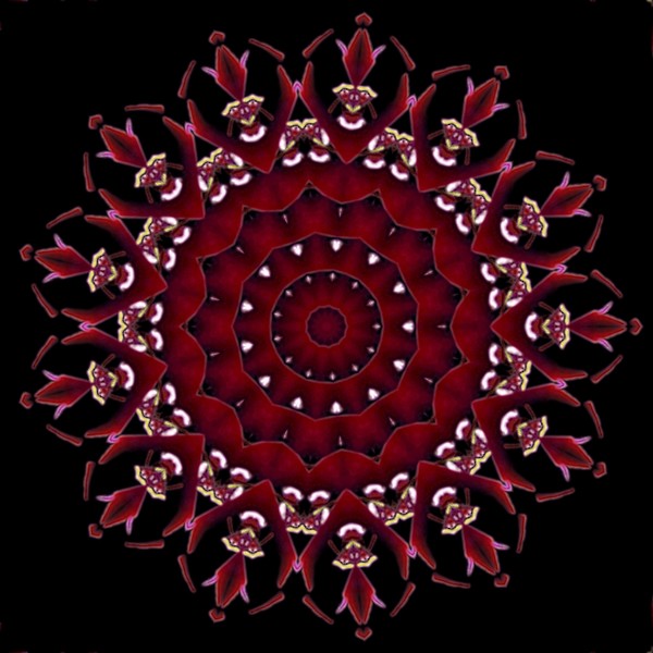 Deep Red Rose