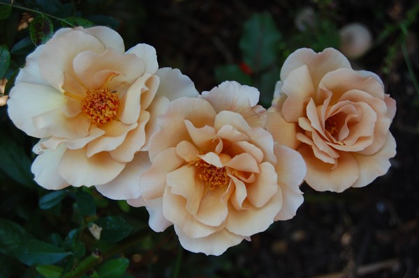 coffee roses