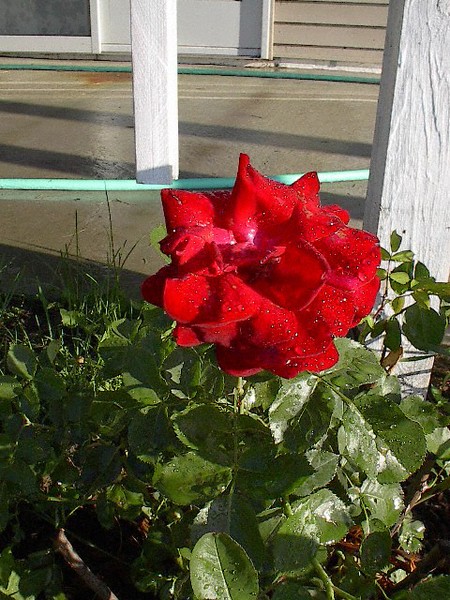 Rained Rose