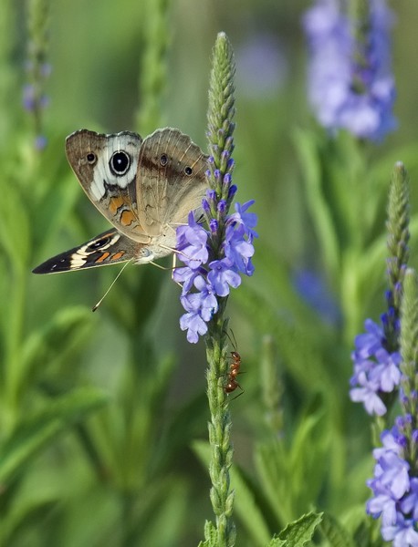 Buckeye butterfly I
