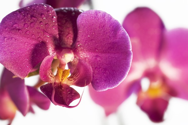 Pink Orchids