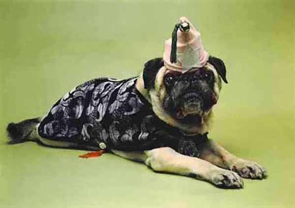 Petey in costume resize