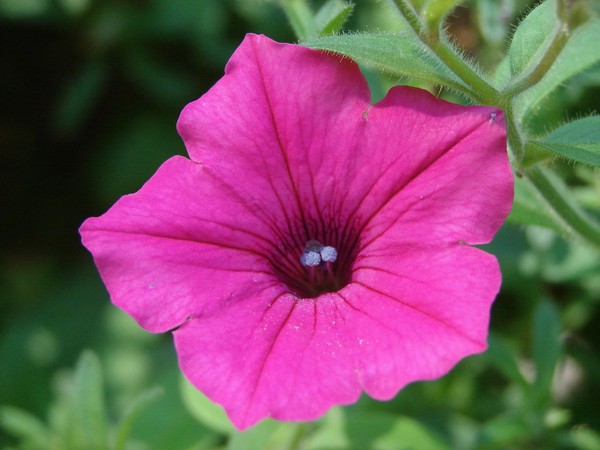 sweet pink