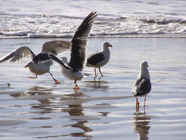 Birds of a Feather