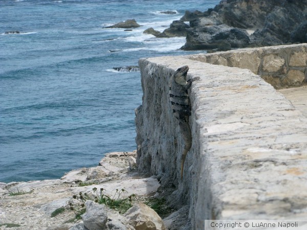 Iguana Climbing
