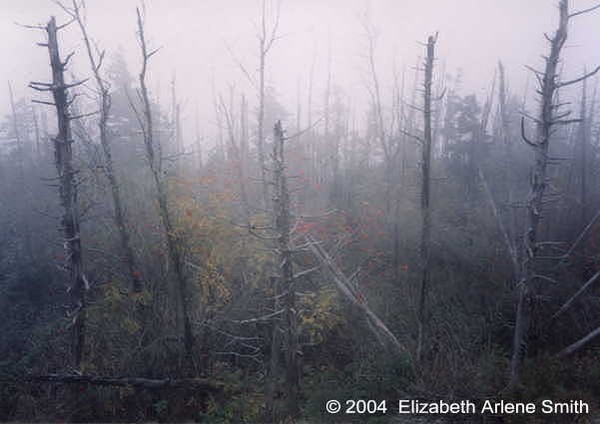 Forest of Lost Souls  (2003)