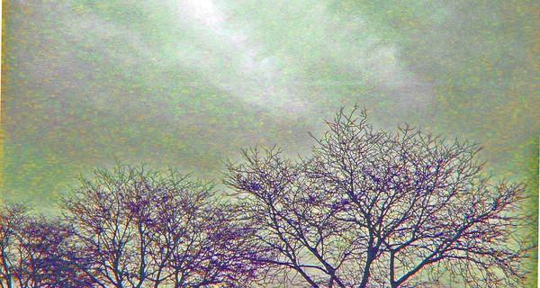 FAMILY OF TREES