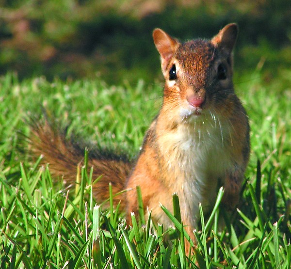 Attentive Chipmunk