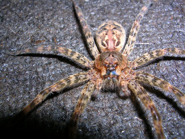 wolf spider 1