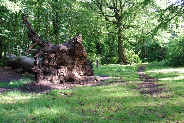 If a tree falls in the woods..?