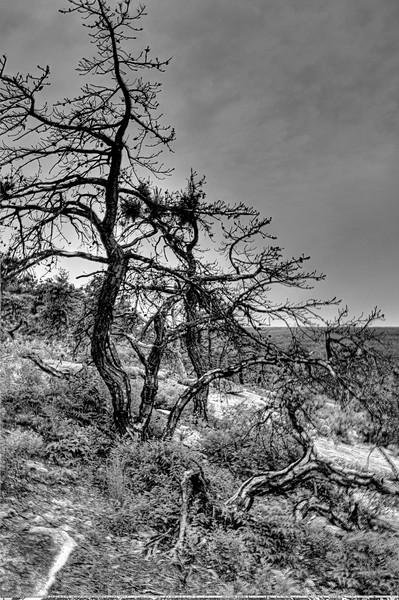 The Burnt Woods