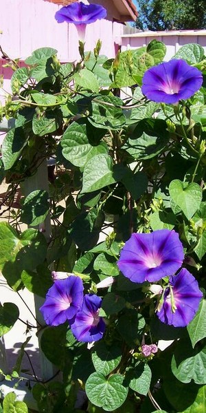wild and not planted