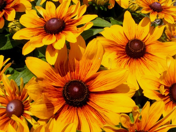 Yellow_Delight_1