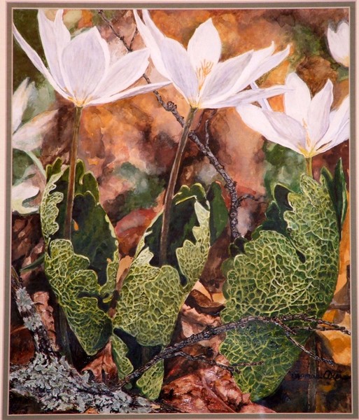 Puccoon