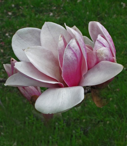MAGNOLIA BLOSSOM
