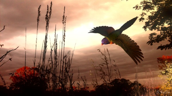 Lorikeet Sunset