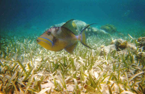 Trigger Fish