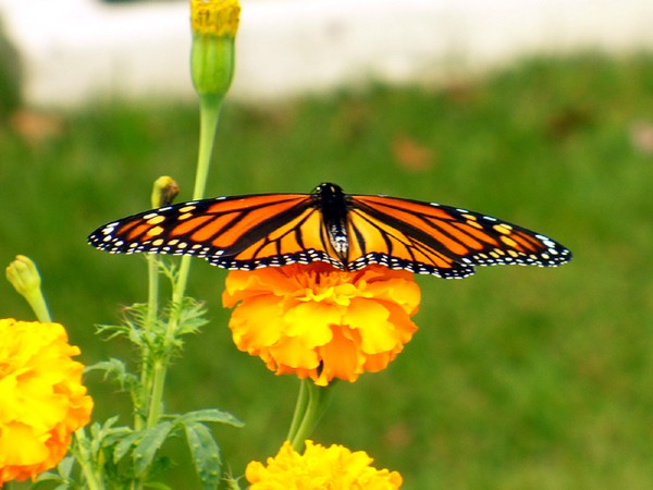 Butterfly Kisses