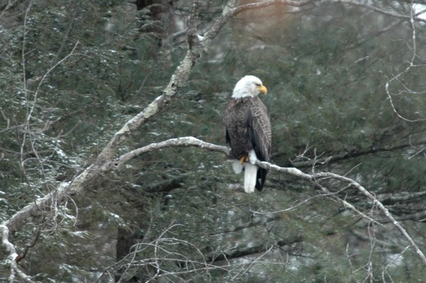 Adult Bald Eagle