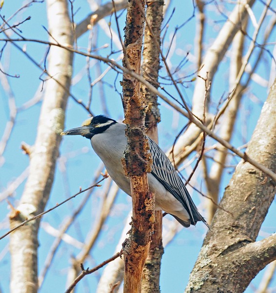 Yellow Crowned Night Heron