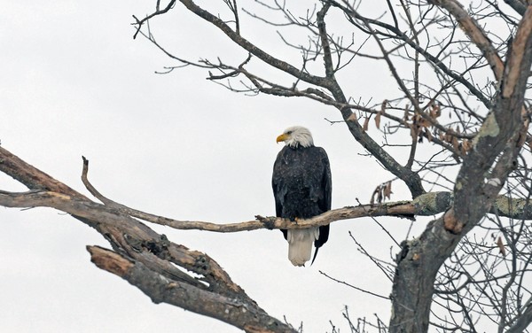 Wintering Eagle 2015