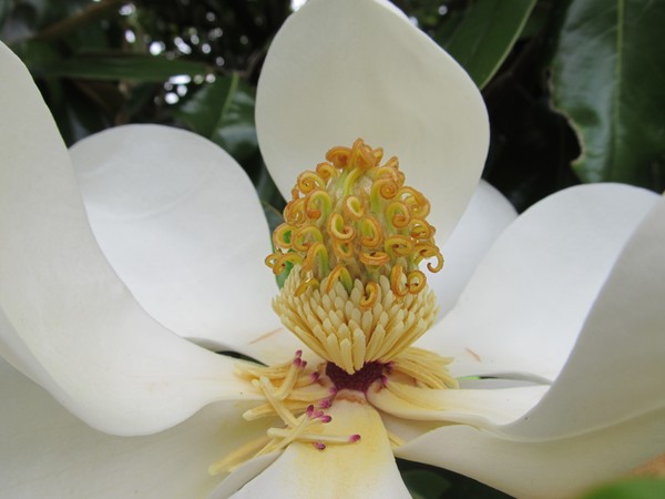 Magnolia
