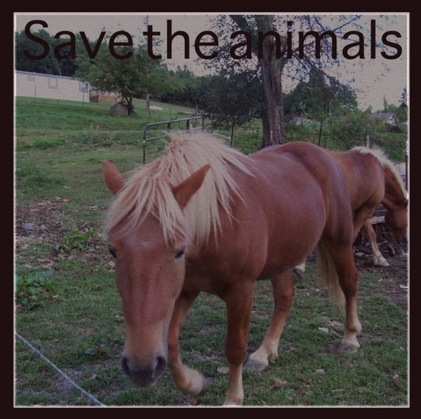 save the animals 2