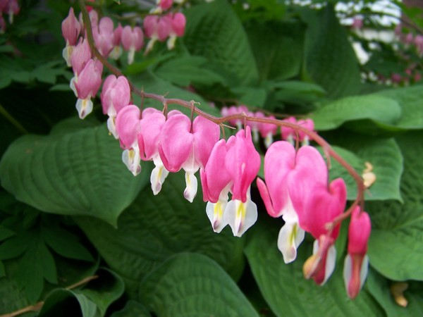 Bleeding Hearts