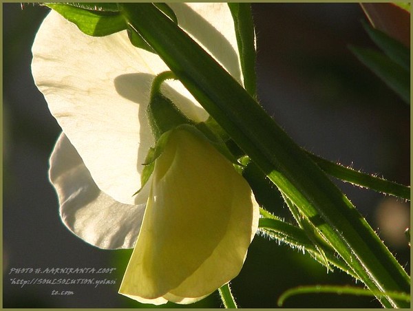 ..delicate bliss..