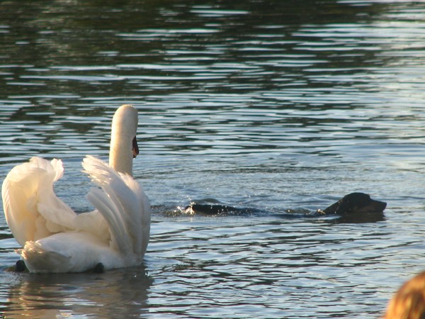 DOG MEETS GRACE..SWAN