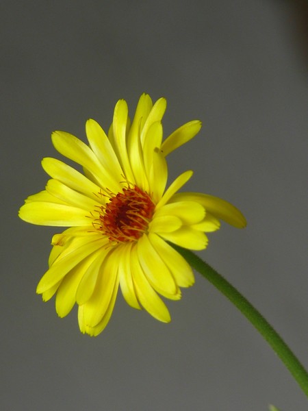 YELLOW FLORALS