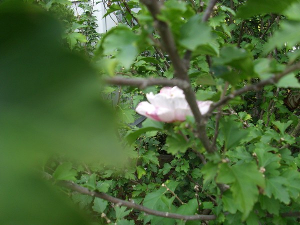 Lone Flower