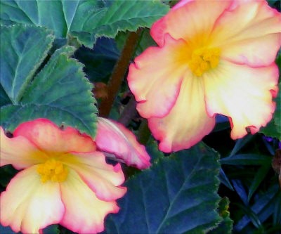 Beautiful Summer Flowers
