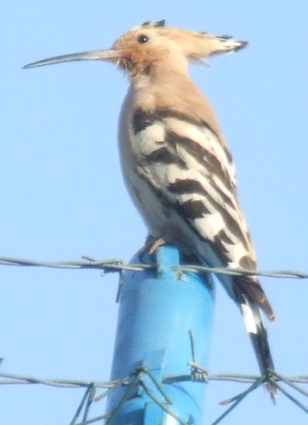 Hoopie bird