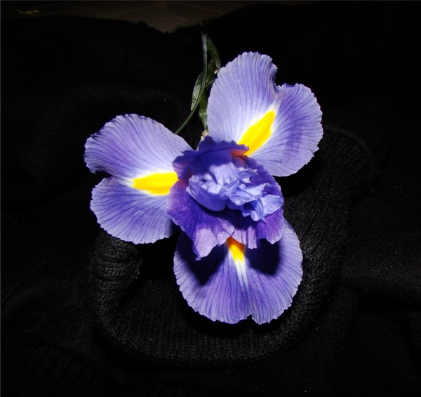 iris