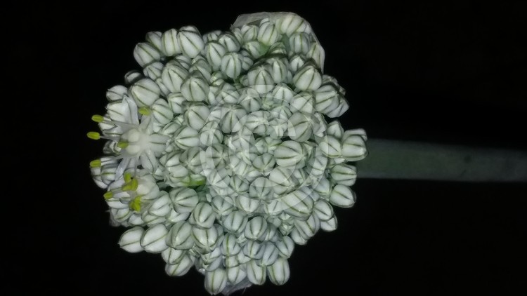 Onions flower