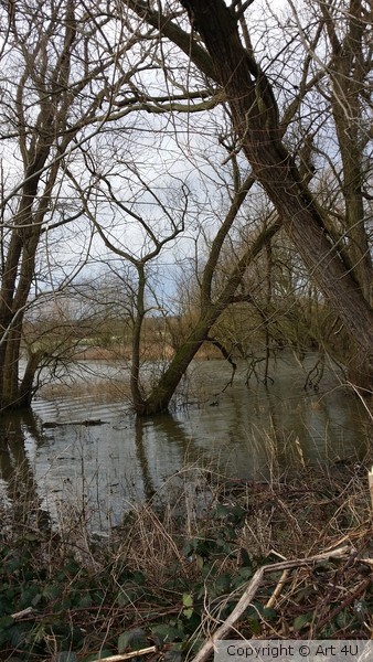 Swamp 1