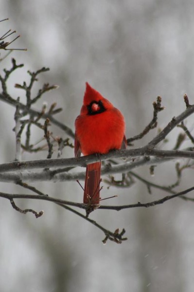 Winter's Hint of Red