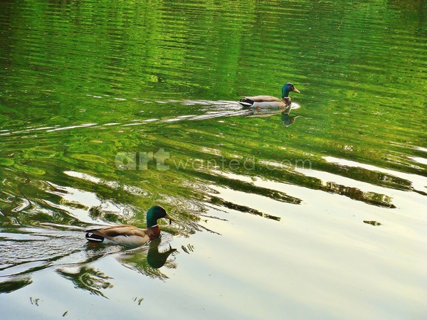 Lower Pond Ducks