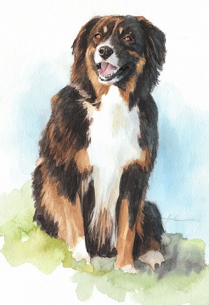 herding dog watercolor mike theuer