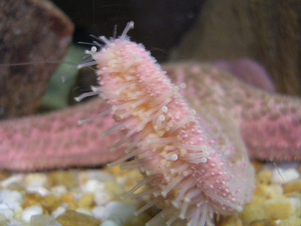 Starfish