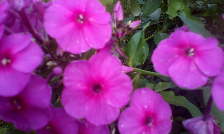 Petals