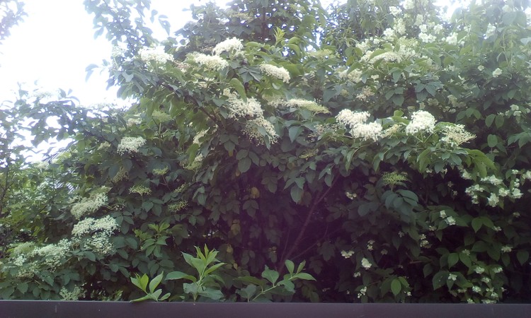 Bloomed bush