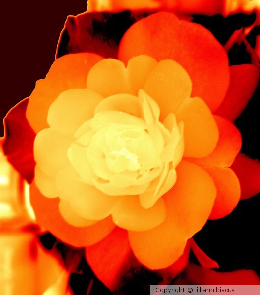 Seasonal Colors