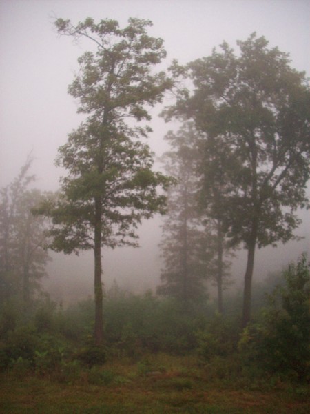 The Beauty of Fog