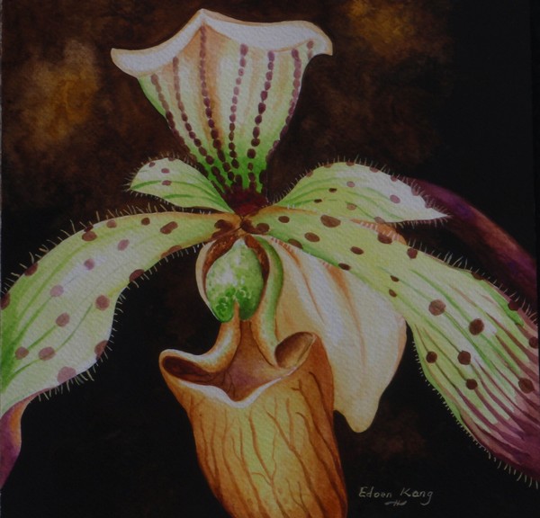 Borneo Orchid P Lebaudyanum