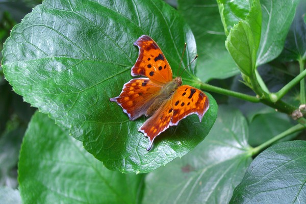 Orange Butterfly