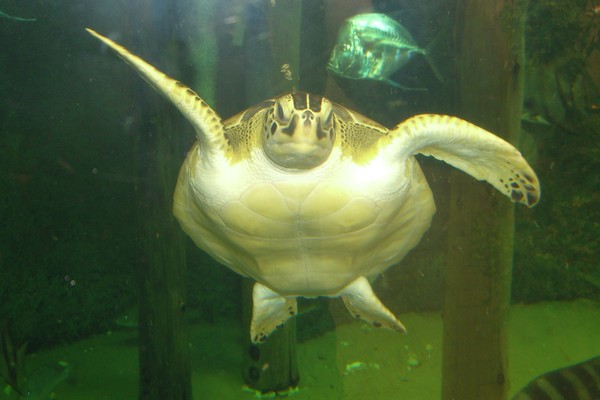 Sea Turtle